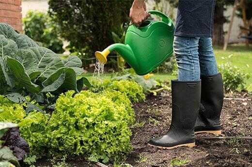 Woman watering her garden with watering can